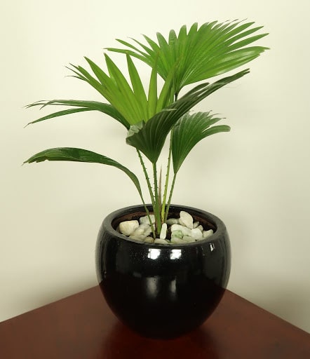 Cây Cọ Cảnh ( cây cọ dừa, họ: Arecaceae )  