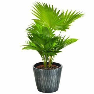 Cây Cọ Cảnh ( cây cọ dừa, họ: Arecaceae ) Cây cảnh