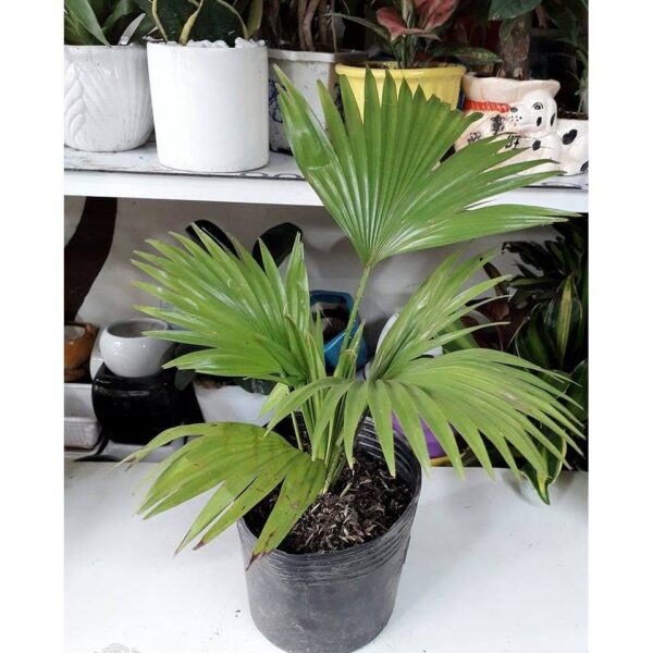 Cây Cọ Cảnh ( cây cọ dừa, họ: Arecaceae )  