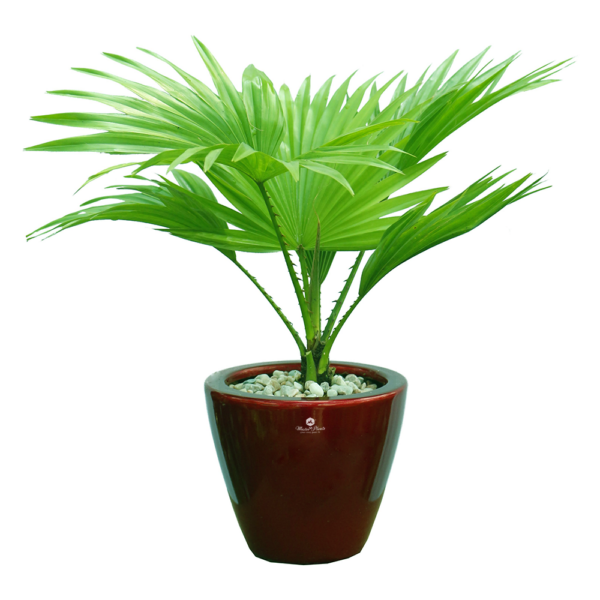 Cây Cọ Cảnh ( cây cọ dừa, họ: Arecaceae )  