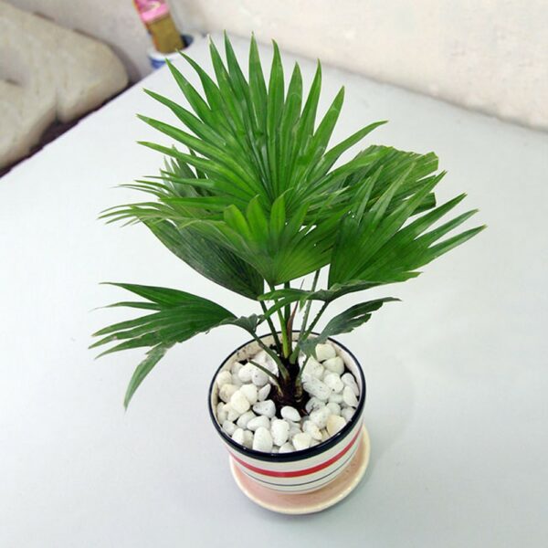 Cây Cọ Cảnh ( cây cọ dừa, họ: Arecaceae )  