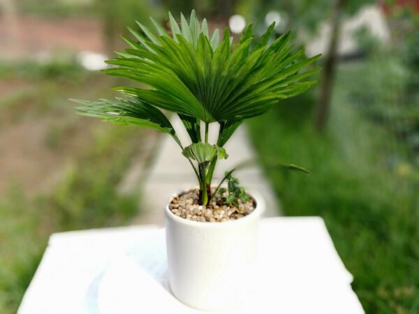 Cây Cọ Cảnh ( cây cọ dừa, họ: Arecaceae )  