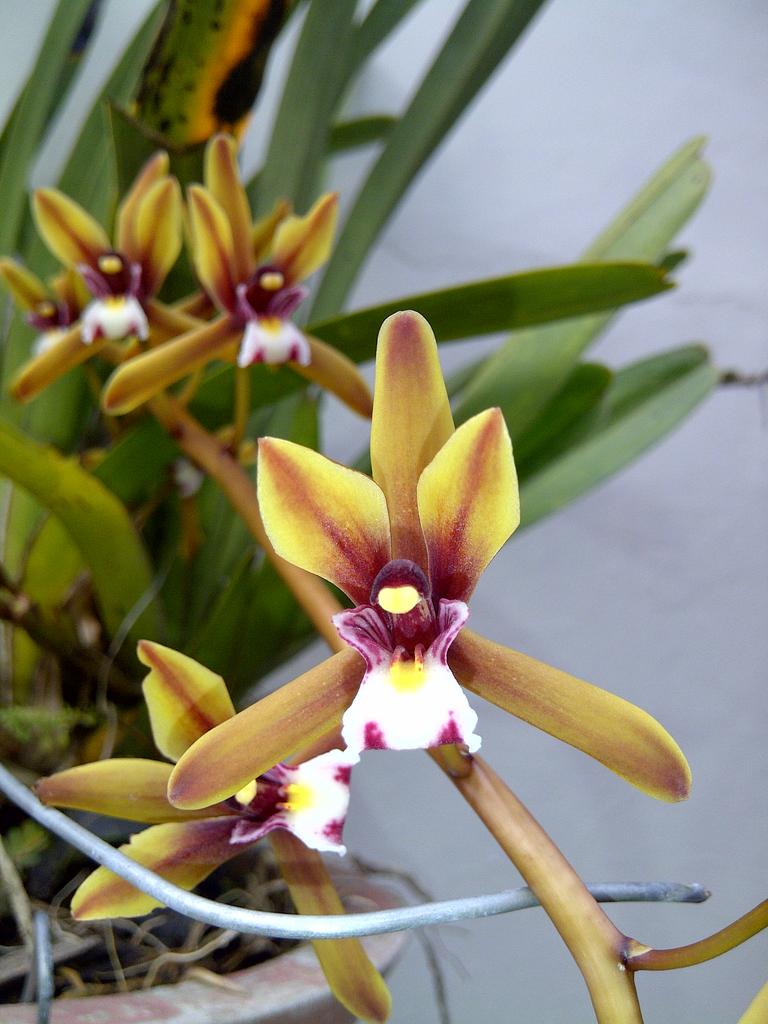 Hướng dẫn nhân giống LAN KIẾM TIÊN VŨ (CYMBIDIUM SP.) BẰNG TÁCH NHÁNH Hướng dẫn chăm sóc cây  