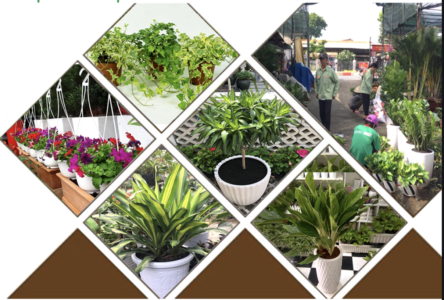 Dịch vụ trồng cây xanh cho quán cà phê có sân vườn Dịch vụ cây xanh  